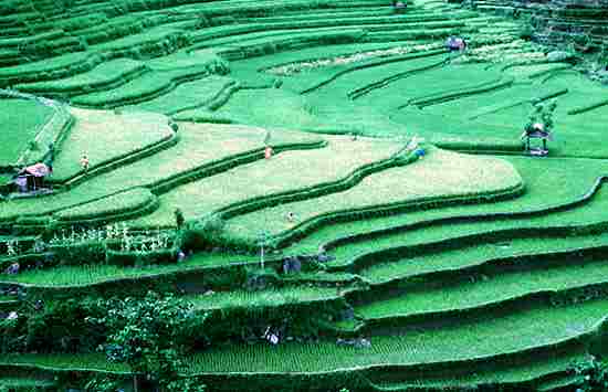 Bali-ricefields.jpg (20974 bytes)