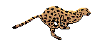 leopard-an.gif (7232 bytes)