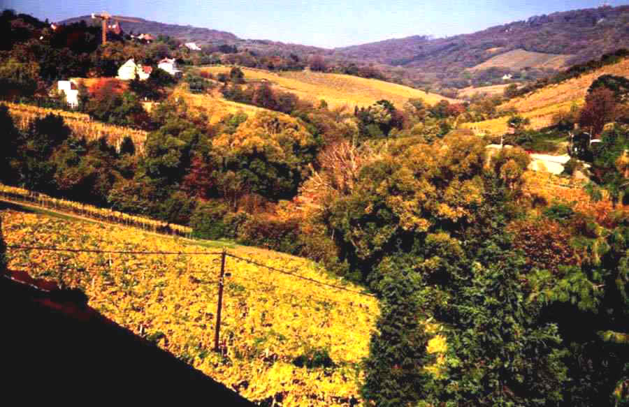 Vienna hills and vineyards in fall